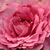 Rose - Rosiers floribunda - Csíkszereda
